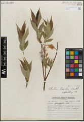 Foto von Salix lucida Muhl.